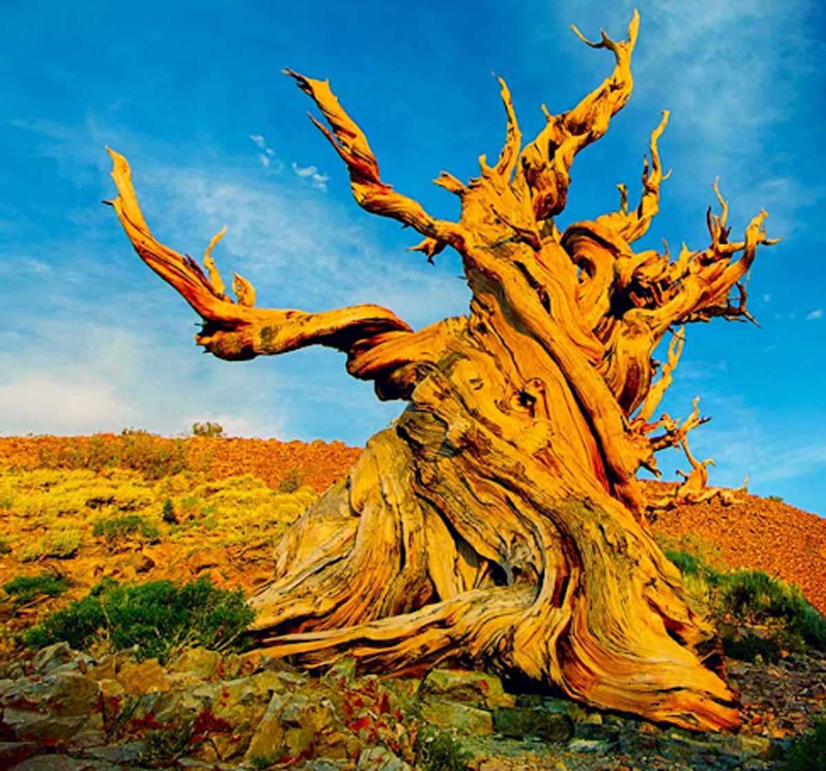 dünyanın en yaşlı ağaçları